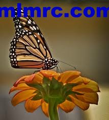 mlmrc